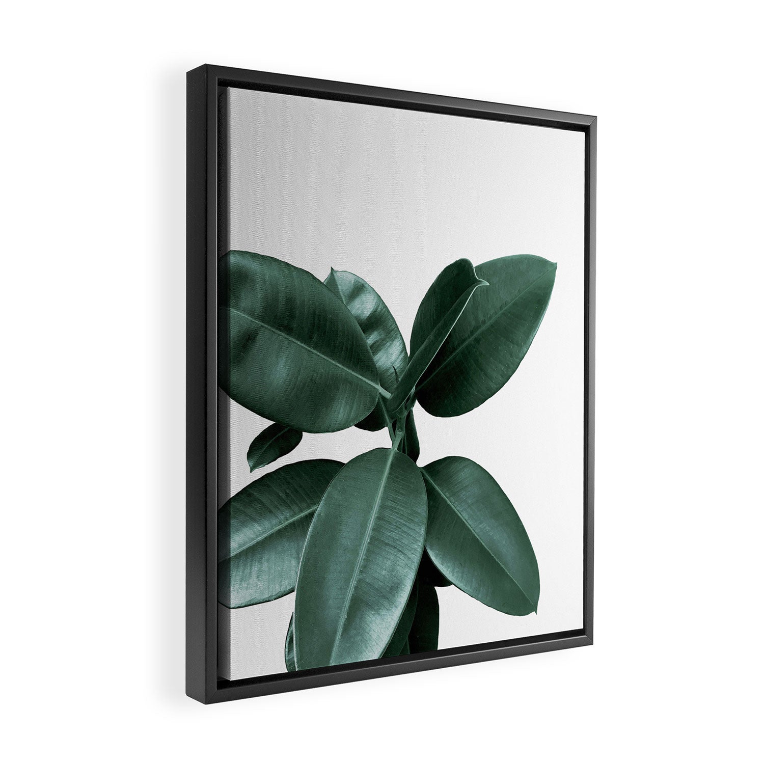 Rubber fig Plant Framed Canvas Print Gallery Image 2