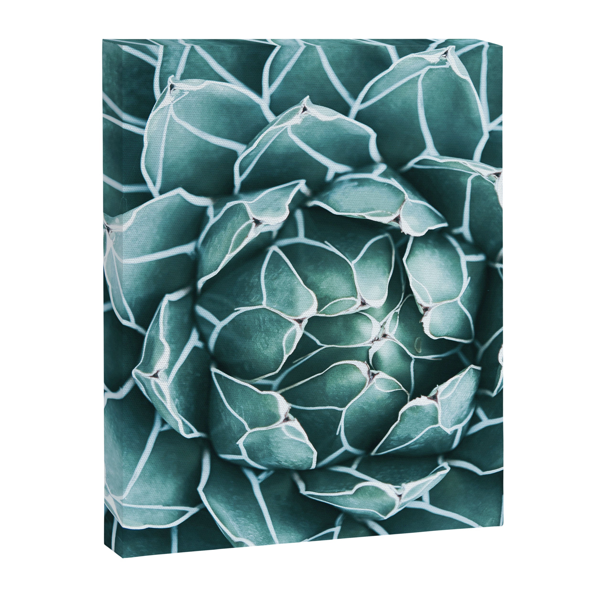 Succulent bloom Canvas Print Gallery Image 8