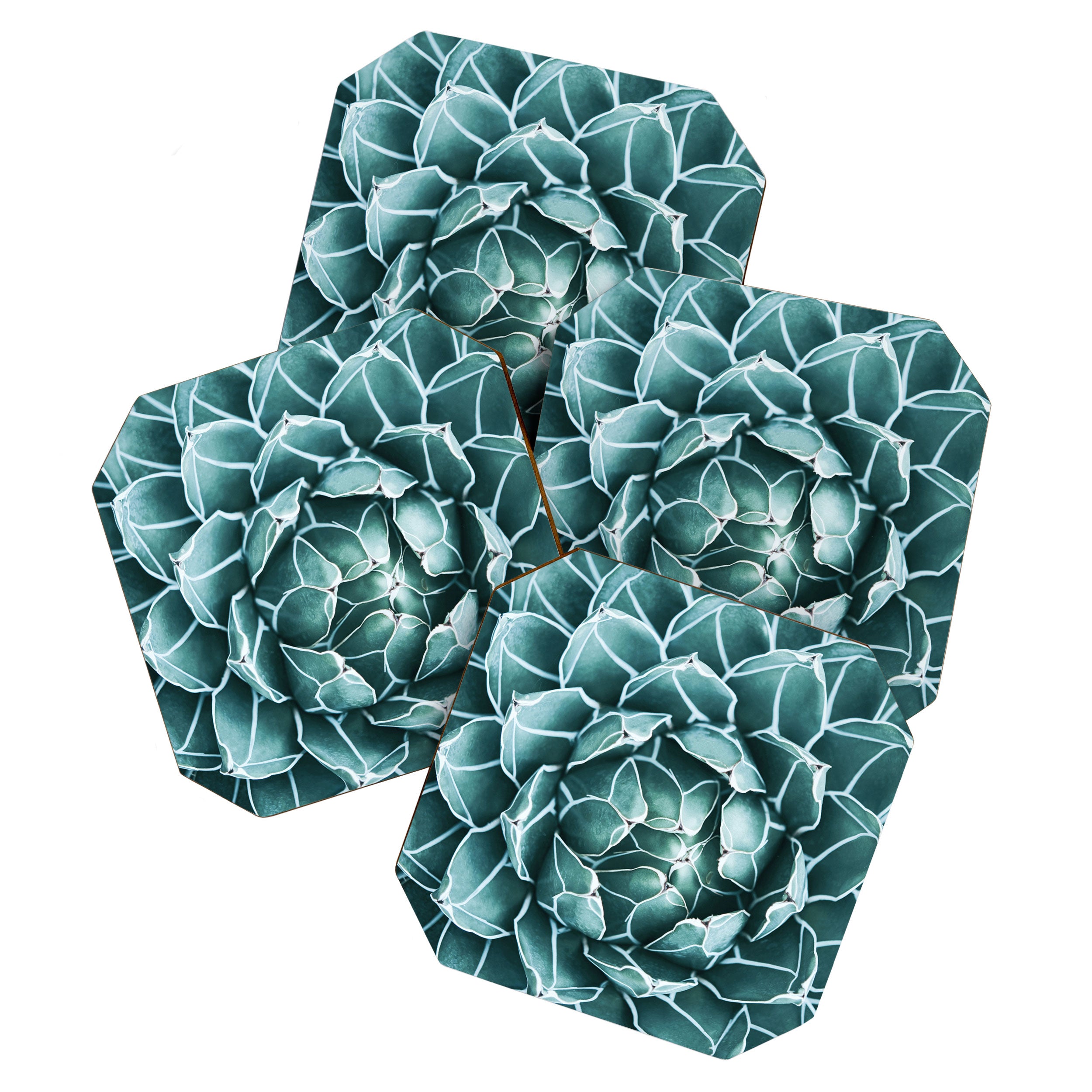 Succulent bloom Coaster Gallery Image 1