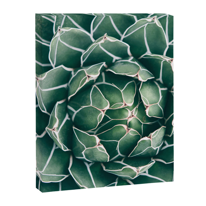 Succulent bloom II Canvas Print Gallery Image 1