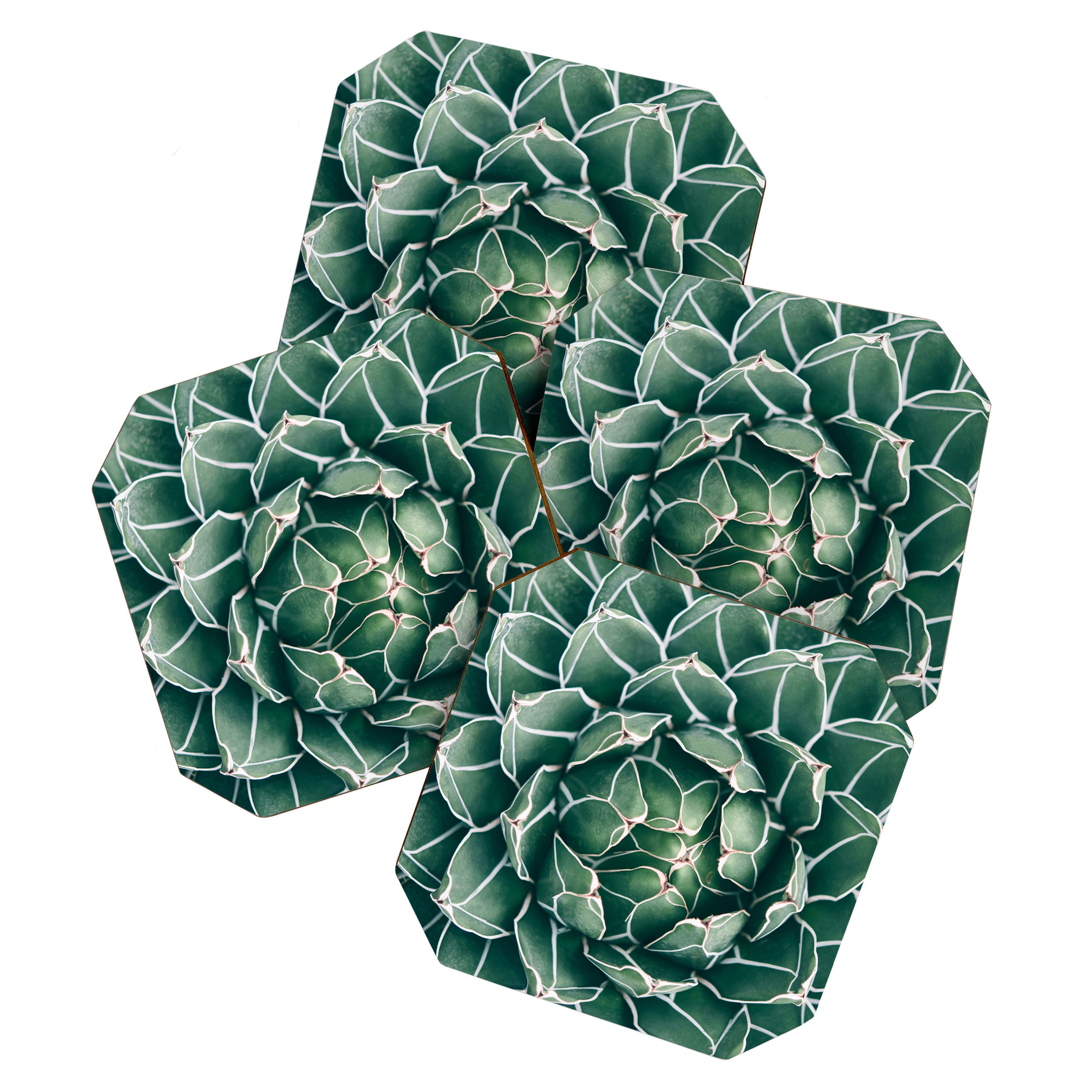 Succulent bloom II Coaster Gallery Image 1