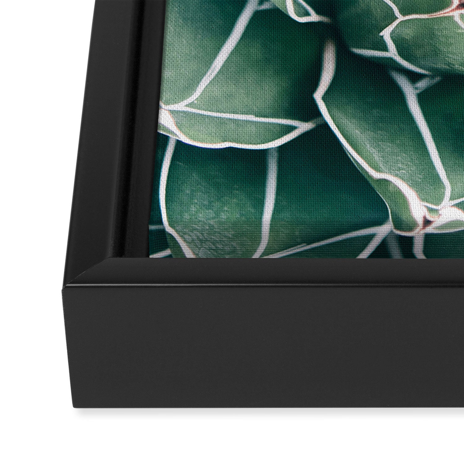 Succulent bloom II Framed Canvas Print Gallery Image 3