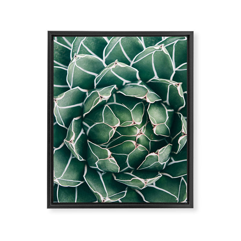 Succulent bloom II Framed Canvas Print Gallery Image 8