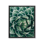 Succulent bloom II Framed Canvas Print Gallery Image 8