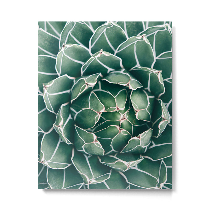 Succulent bloom II Metal Print Gallery Image 1