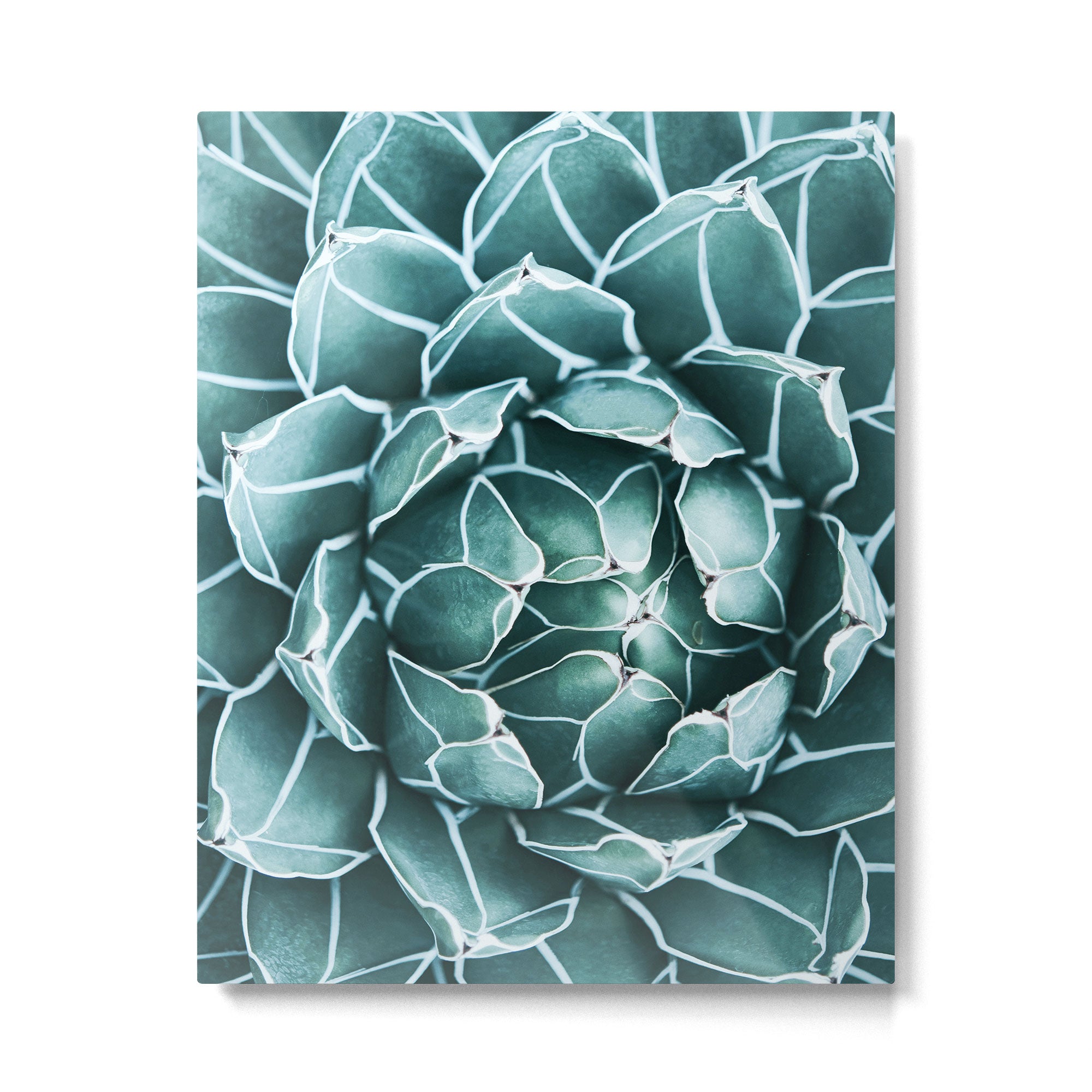 Succulent bloom Metal Print Gallery Image 6
