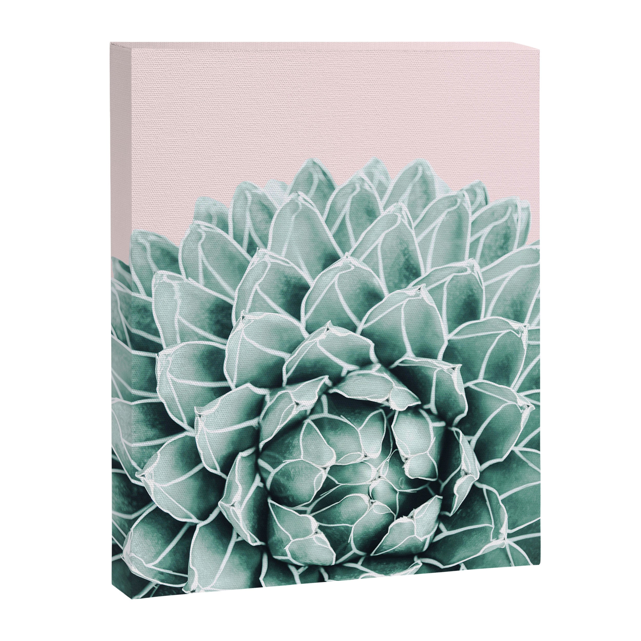 Succulent splendour - blush Canvas Print Gallery Image 6