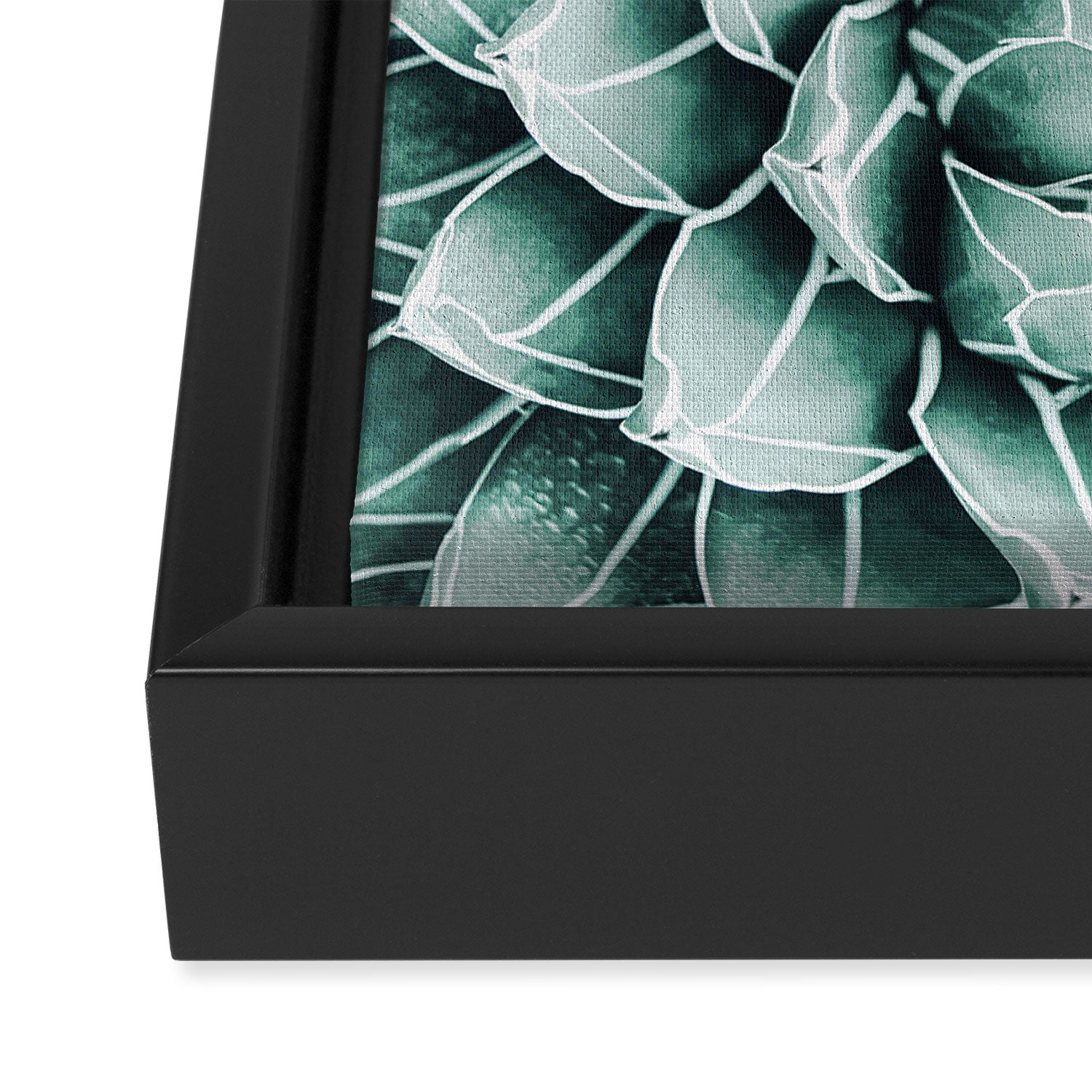 Succulent splendour - blush Framed Canvas Print Gallery Image 3