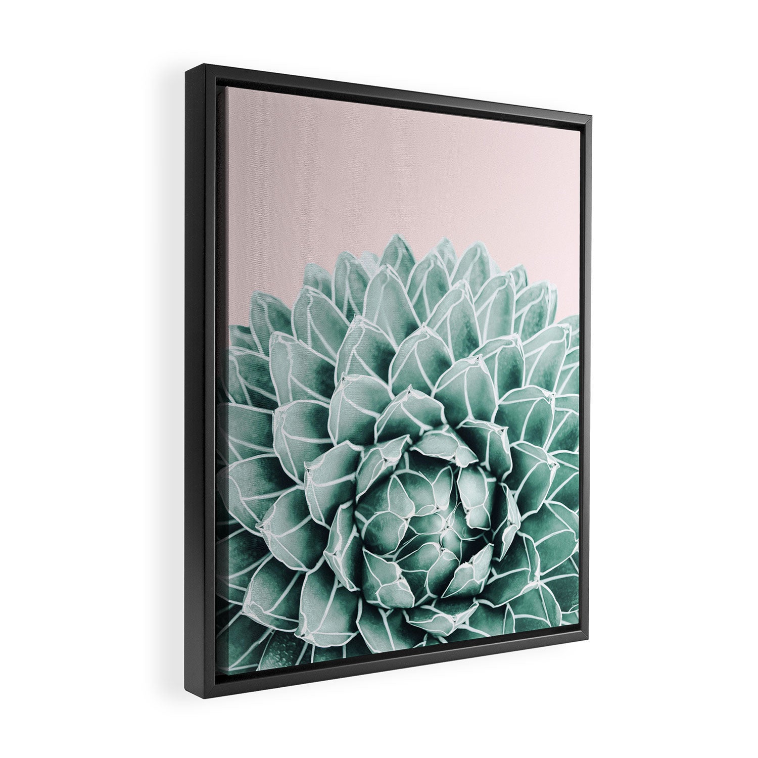 Succulent splendour - blush Framed Canvas Print Gallery Image 2