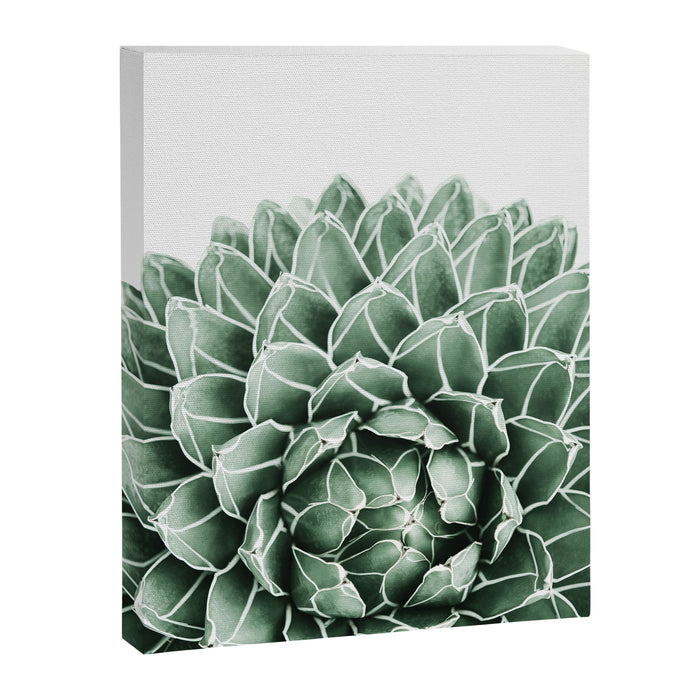 Succulent splendour Canvas Print Gallery Image 1