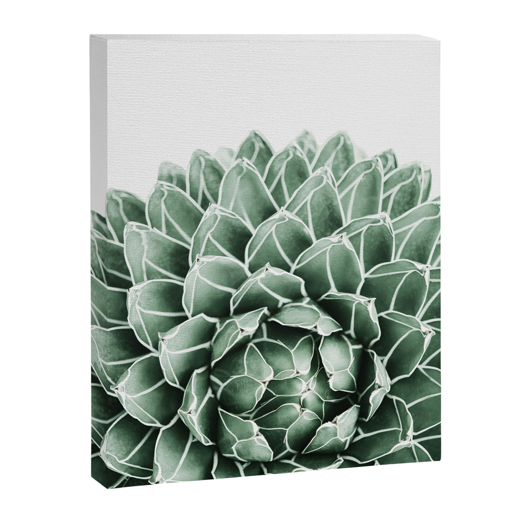 Succulent splendour Canvas Print Gallery Image 8