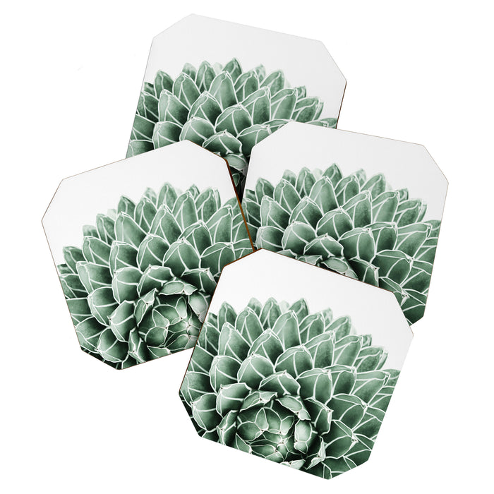 Succulent splendour Coaster Gallery Image 1