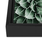 Succulent splendour Framed Canvas Print Gallery Image 3