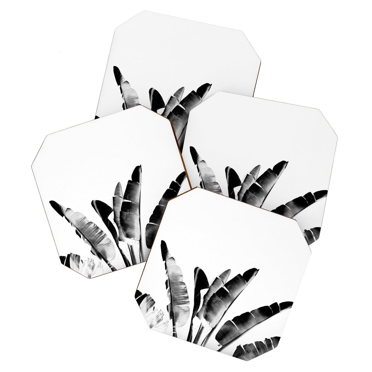 Traveler palm - bw Coaster Gallery Image 1
