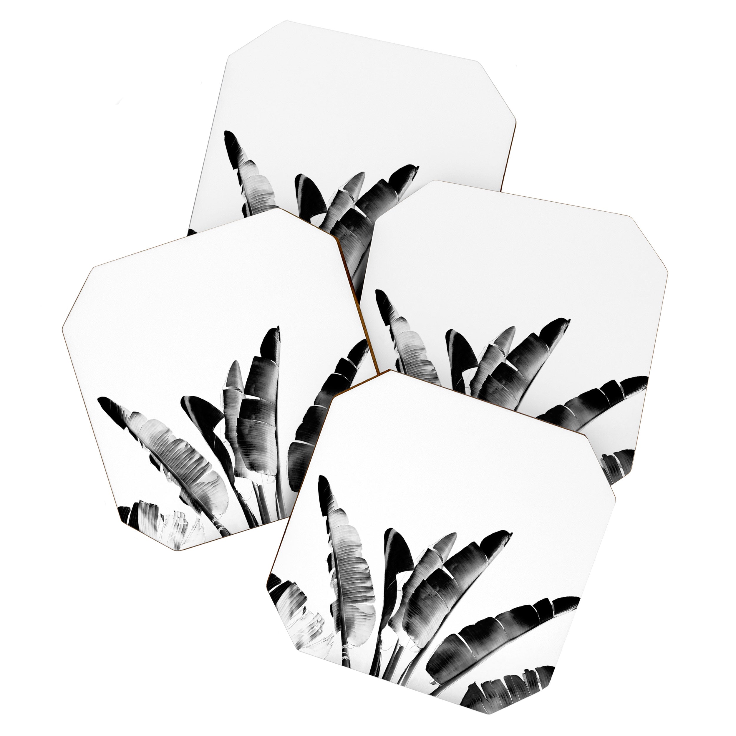 Traveler palm - bw Coaster Gallery Image 1