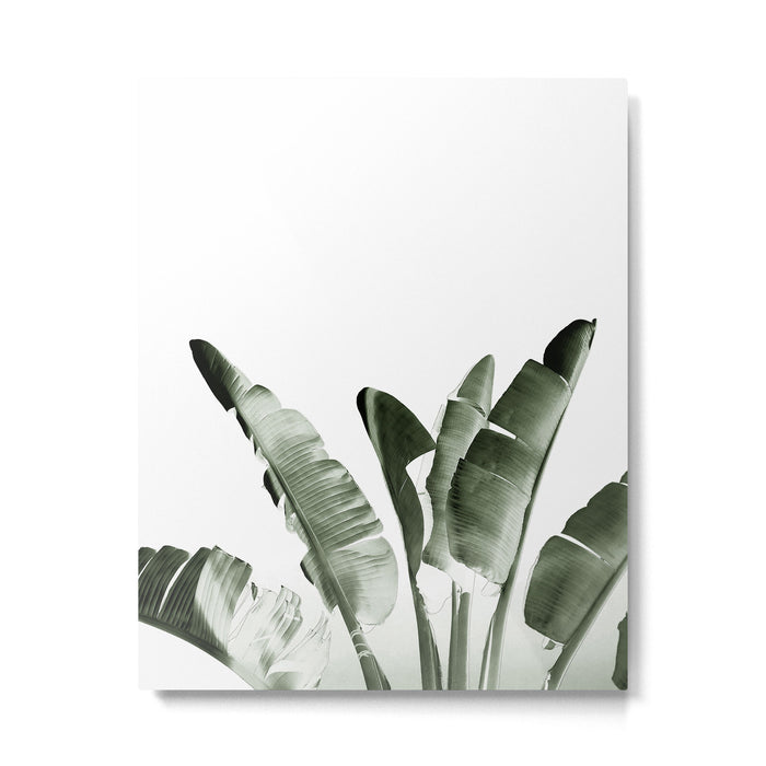 Traveler palm Metal Print Gallery Image 1
