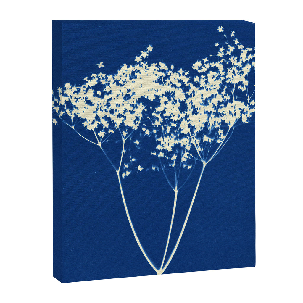 elderflower 1 Canvas Print Gallery Image 8