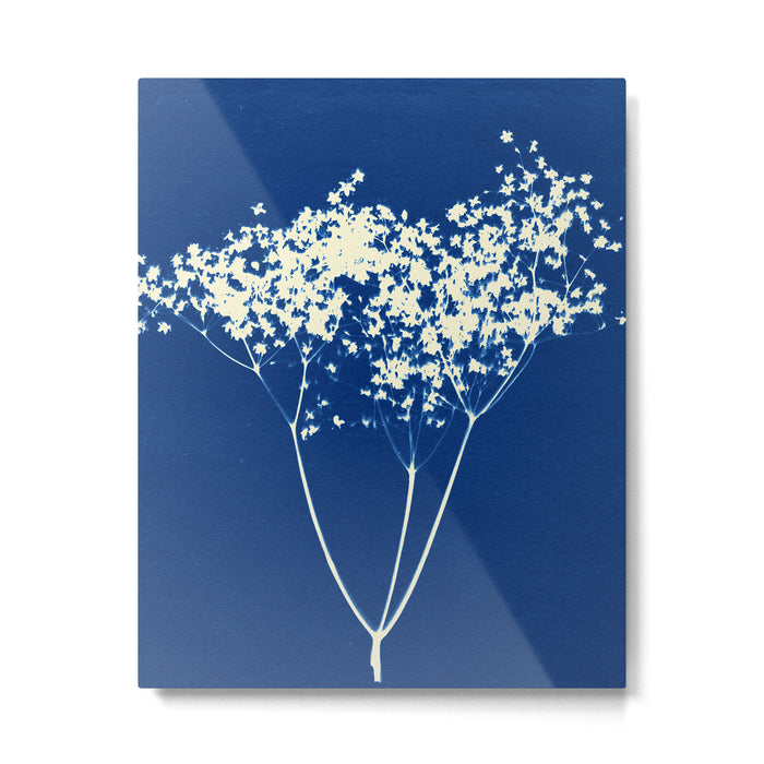 elderflower 1 Metal Print Gallery Image 1