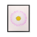 White and Pink Daisy Framed Canvas Print Gallery Image 6