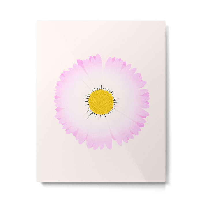 White and Pink Daisy Metal Print Gallery Image 1