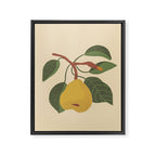Pear Framed Canvas Print Gallery Image 8