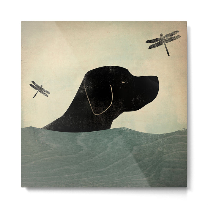 Black Lab Swim Dog Metal Print Gallery Image 1