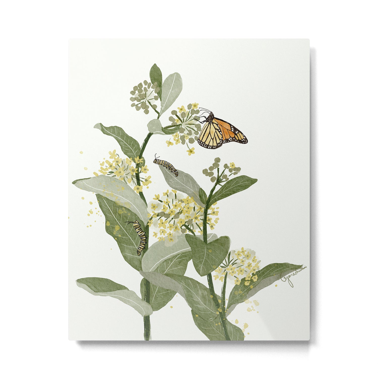 Monarch's Milkweeds Metal Print Gallery Image 4