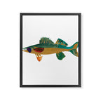 Walleye Framed Canvas Print Gallery Image 8