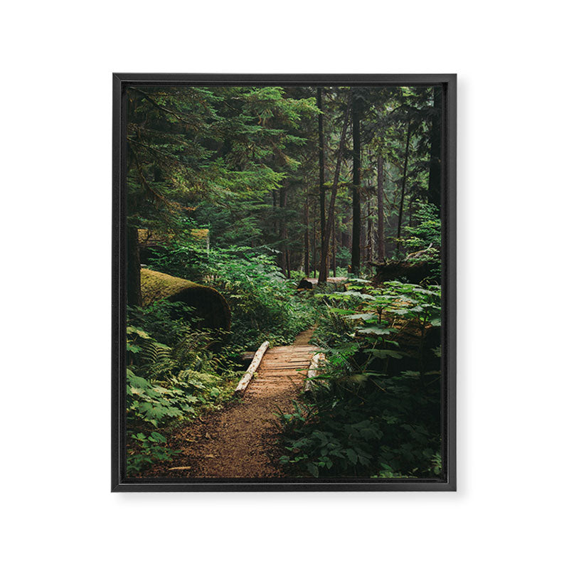 A Walk in the Woods II Framed Canvas Print Gallery Image 6