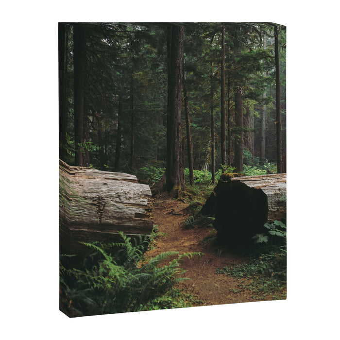 A Walk in the Woods Canvas Print Gallery Image 1