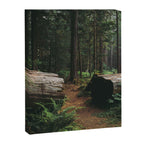 A Walk in the Woods Canvas Print Gallery Image 6