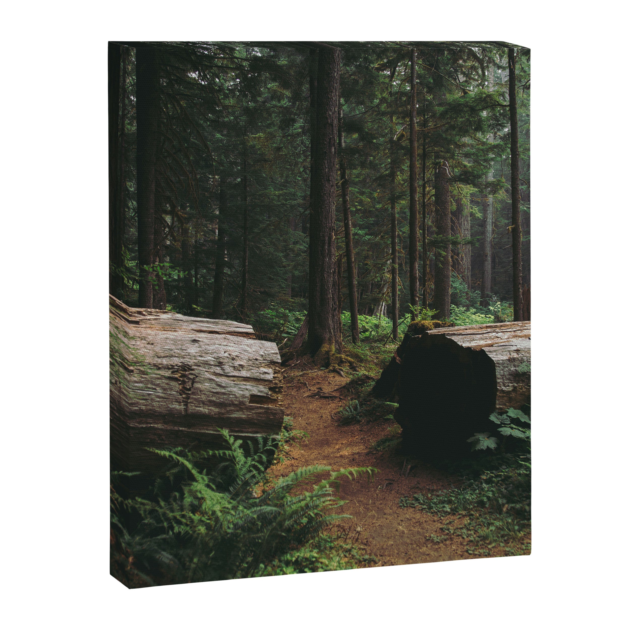 A Walk in the Woods Canvas Print Gallery Image 6