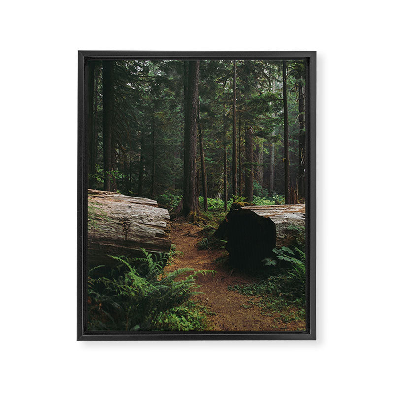 A Walk in the Woods Framed Canvas Print Gallery Image 6