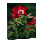 Alpine Rose Canvas Print Gallery Image 6