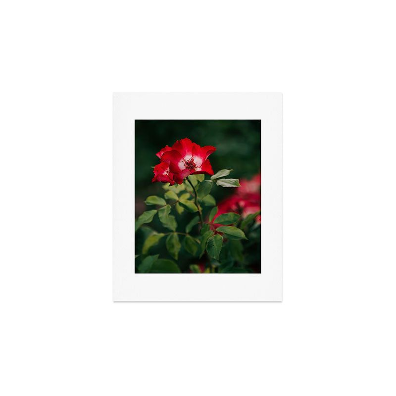 Alpine Rose Art Print Gallery Image 1