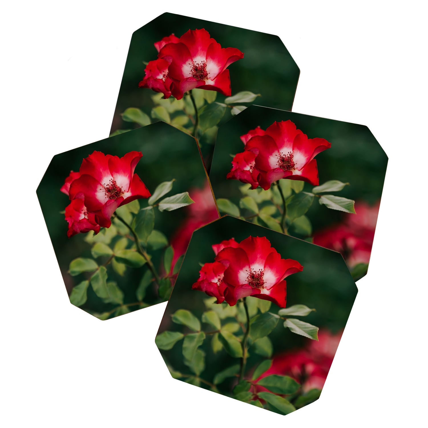 Alpine Rose Coaster Gallery Image 1