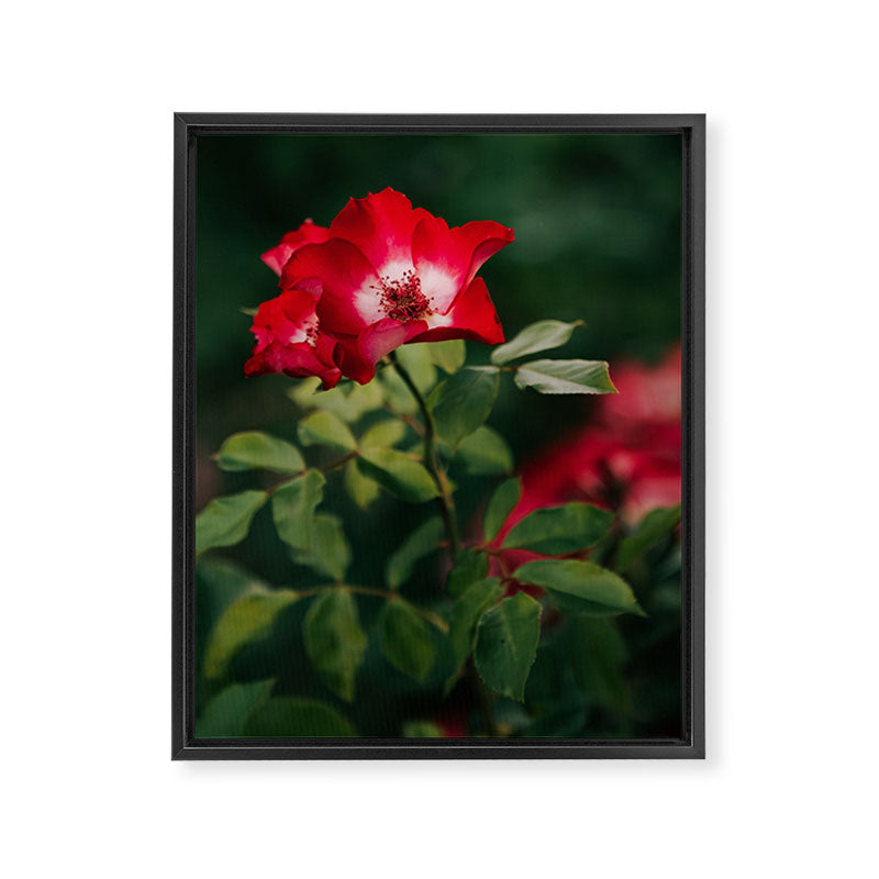 Alpine Rose Framed Canvas Print Gallery Image 6
