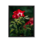 Alpine Rose Framed Canvas Print Gallery Image 6