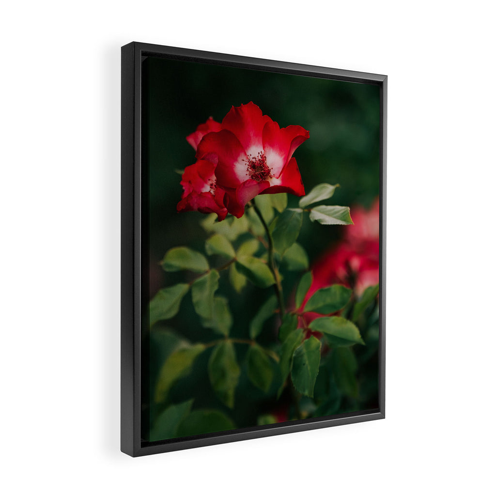 Alpine Rose Framed Canvas Print Gallery Image 2