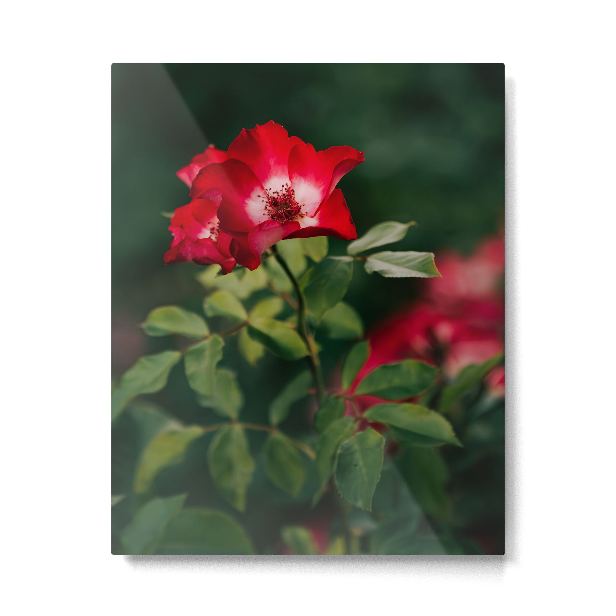 Alpine Rose Metal Print Gallery Image 4