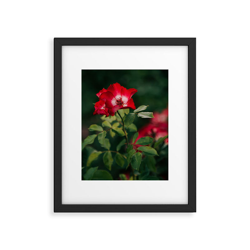 Alpine Rose Framed Art Print Gallery Image 5