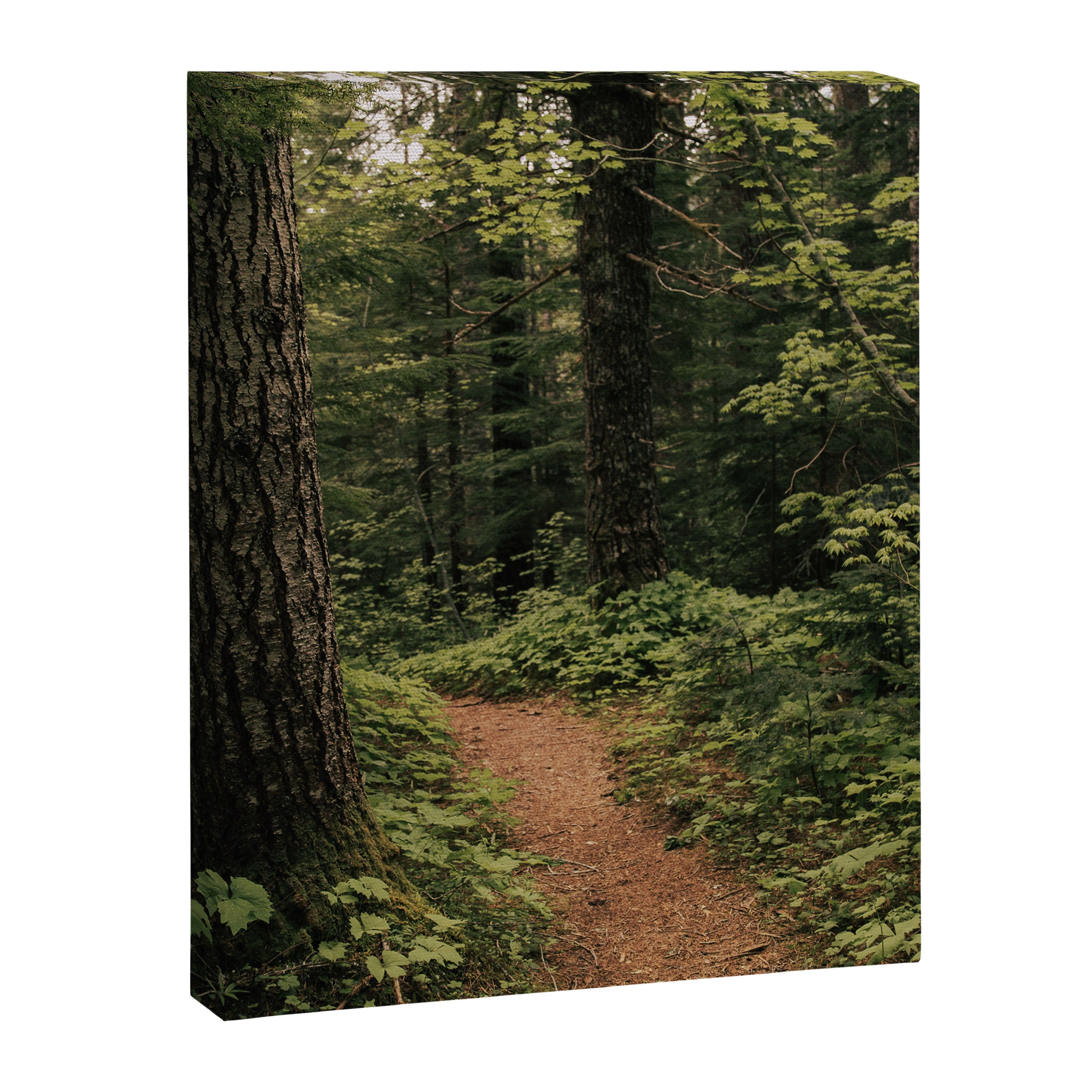 An Oregon Trail Canvas Print Gallery Image 6