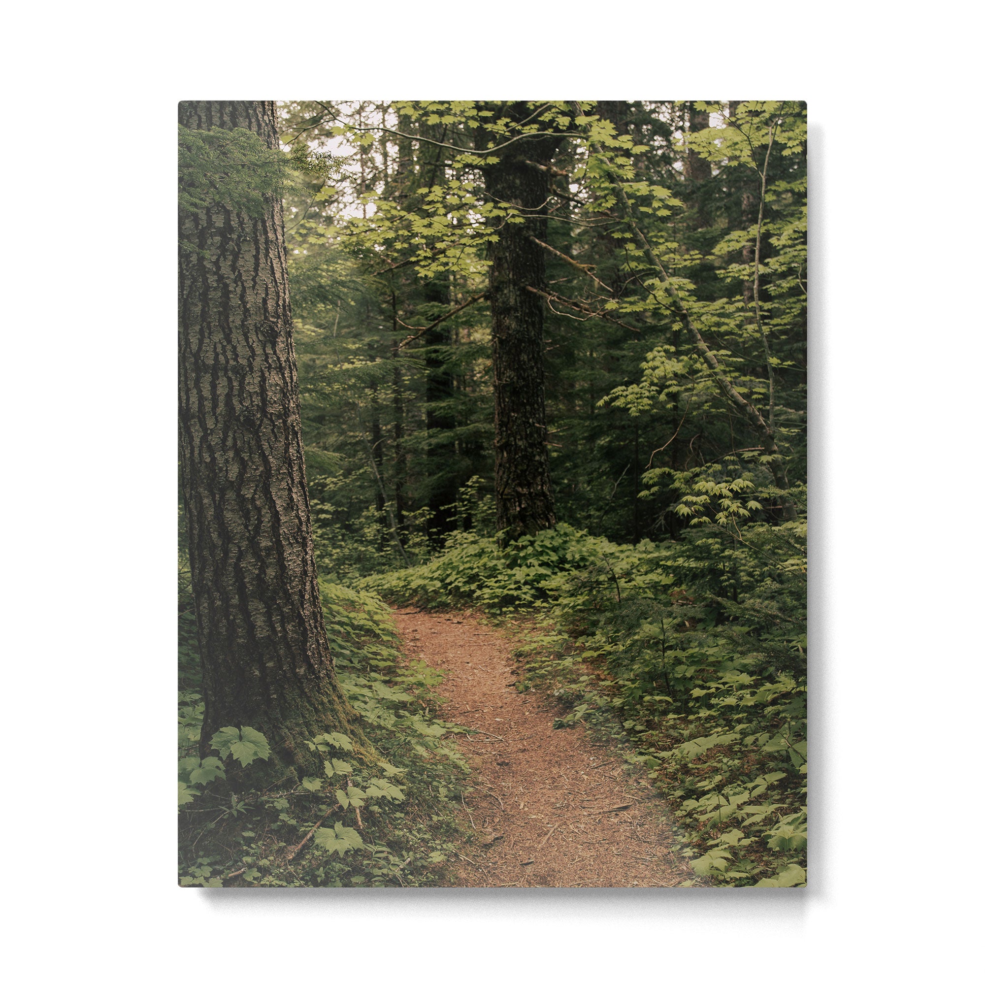 An Oregon Trail Metal Print Gallery Image 4