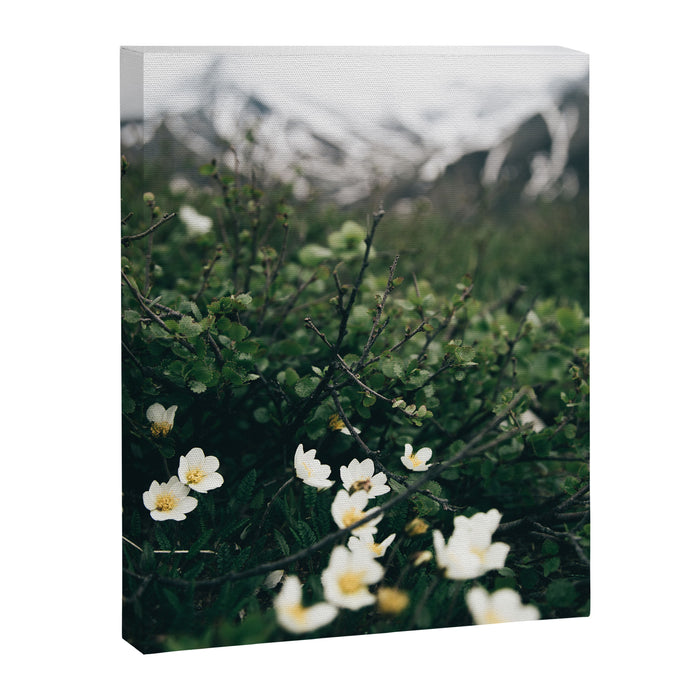 Baby Blooms Canvas Print Gallery Image 1