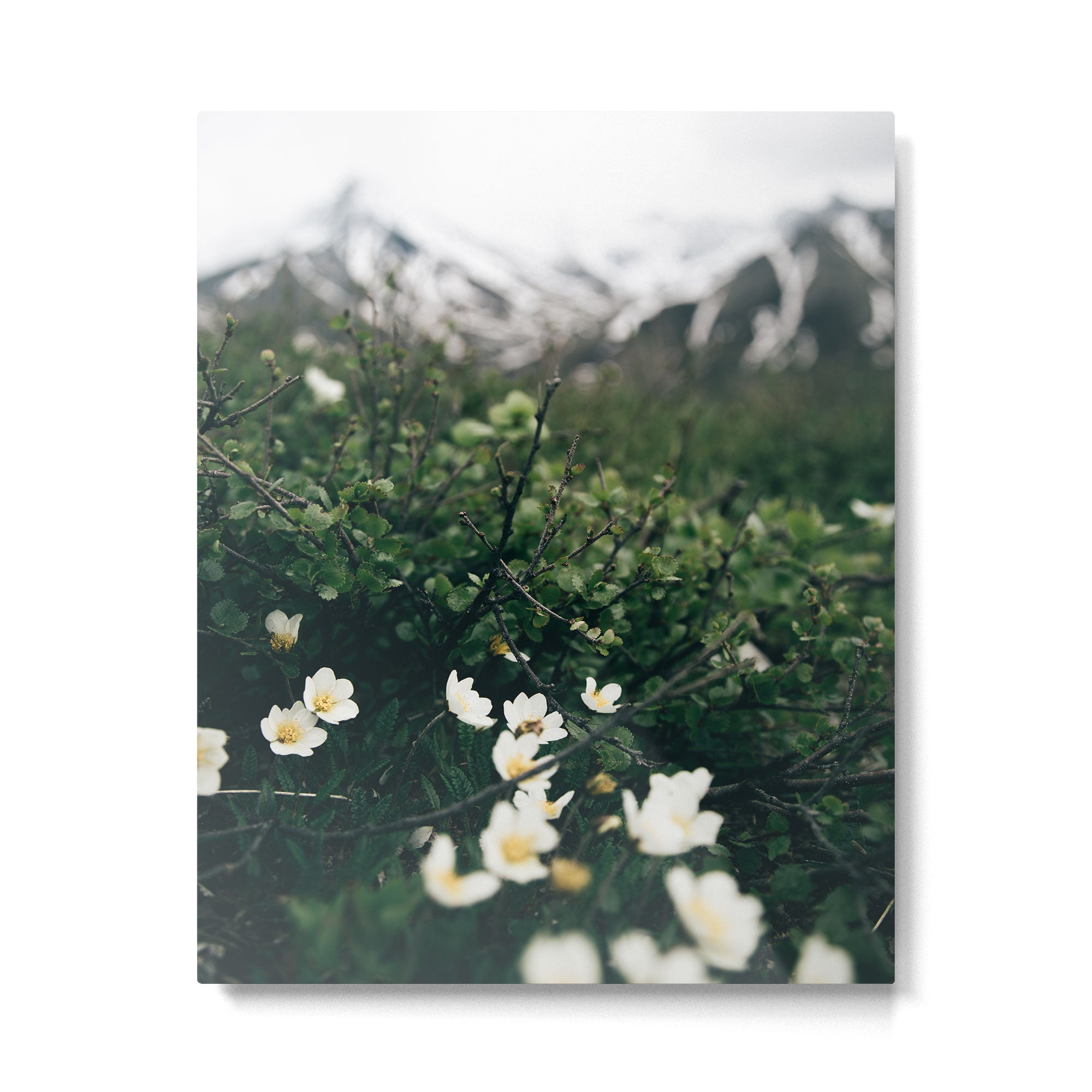 Baby Blooms Metal Print Gallery Image 4