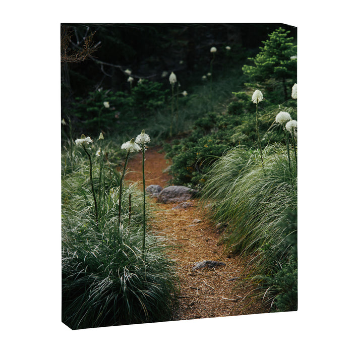 Bear Grass Trail Canvas Print Gallery Image 1