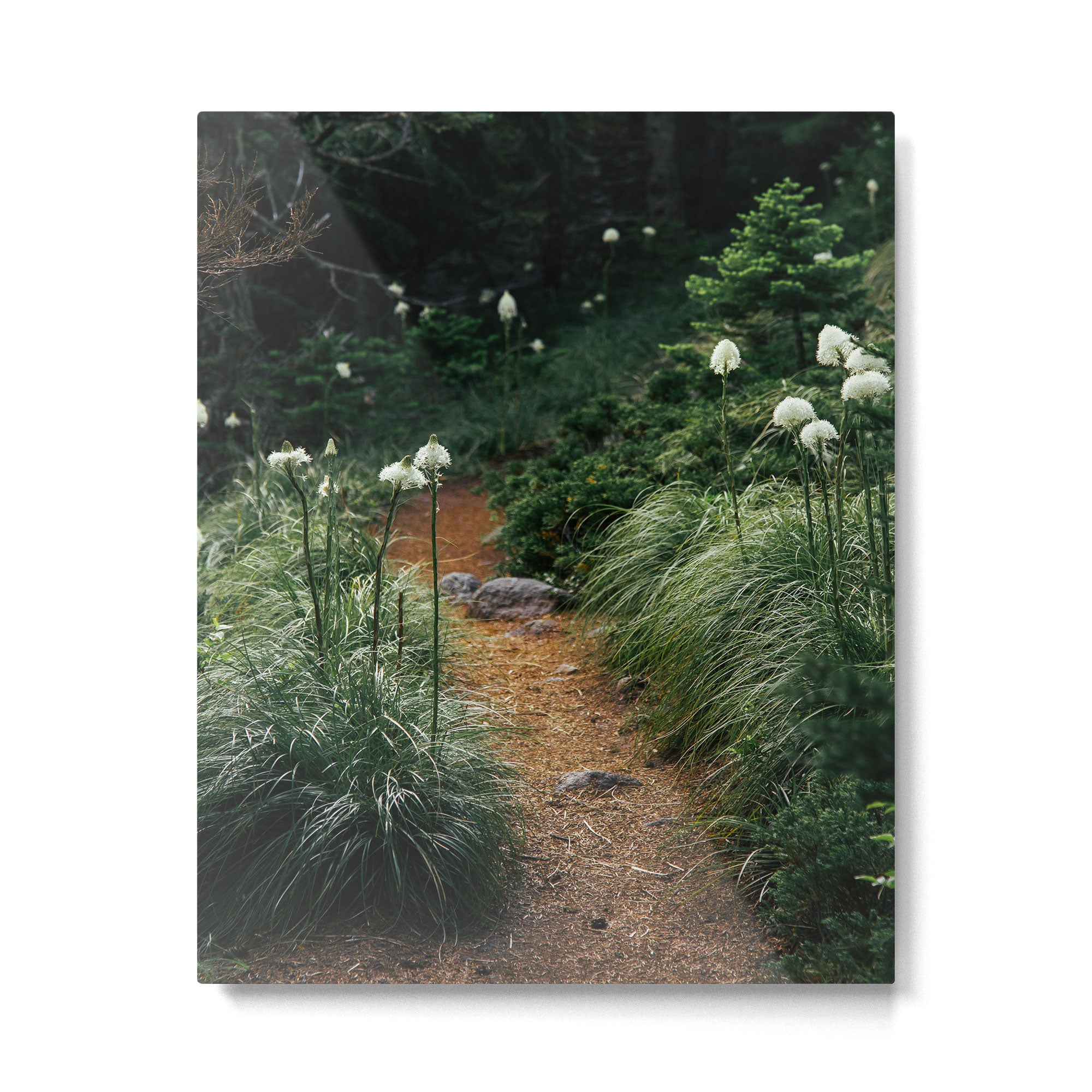 Bear Grass Trail Metal Print Gallery Image 4