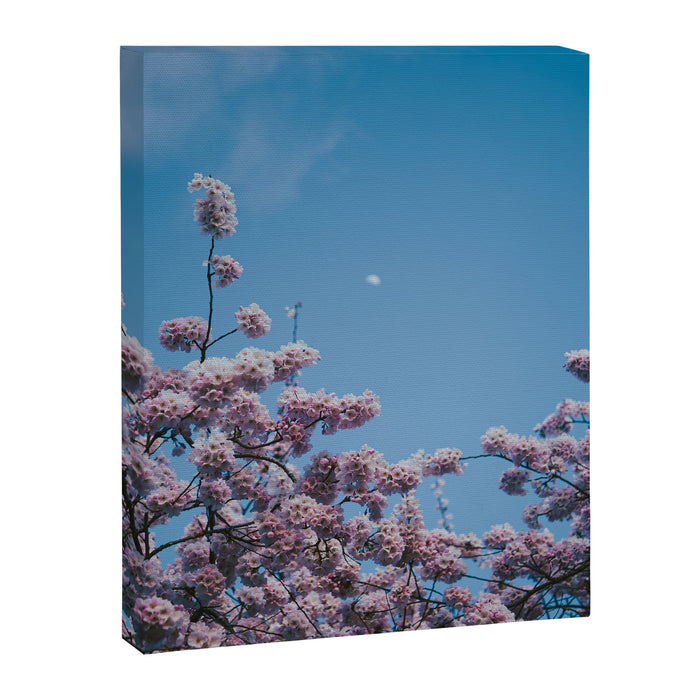 Cherry Blossom Moon Canvas Print Gallery Image 1