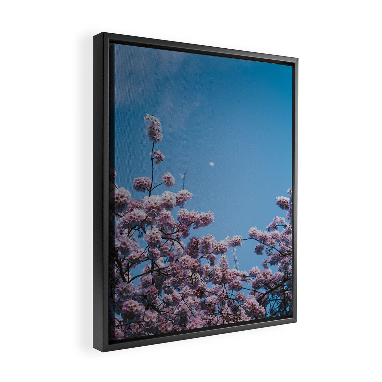 Cherry Blossom Moon Framed Canvas Print Gallery Image 2