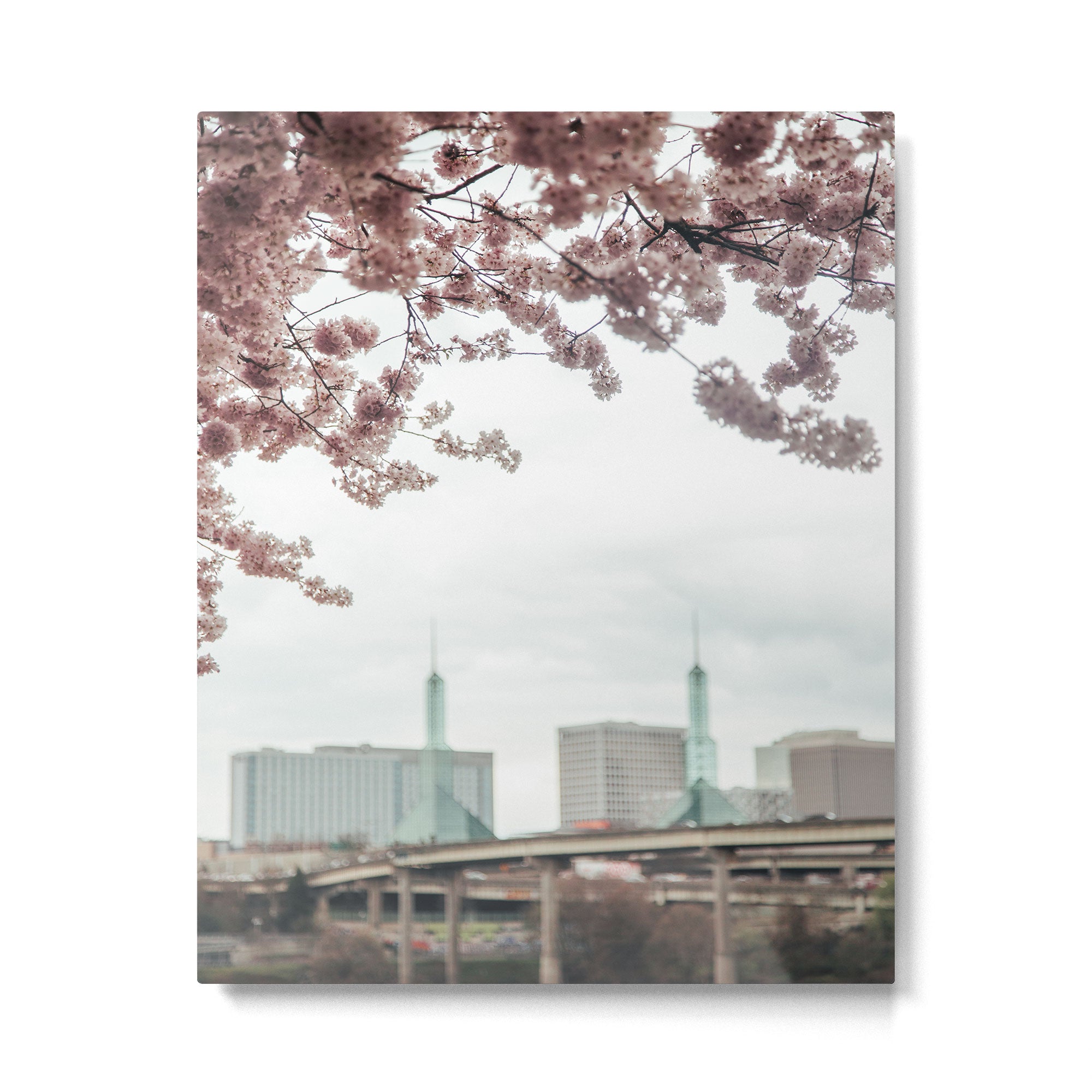 Cherry Blossoms Oregon Convention Center Metal Print Gallery Image 4